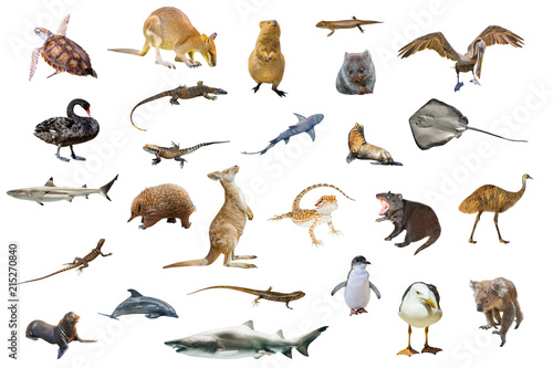 Australian animals isolated on white background:Wallaby,Tasmanian Devil,Wombat,Kangaroo, Quokka,Koala, Pelican,Seagull,Penguin,Swan,shark, Sting Ray,Turtle, Dolphin,Seal,Komodo dragon and Pogona.
