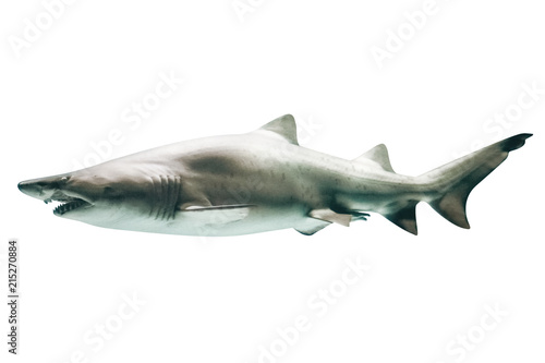 Side view of Great White Shark, Carcharodon carcharias, isolated on white.The white shark is the world's largest known macropredatory fish, and is one of primary predators of marine mammals.Copy space
