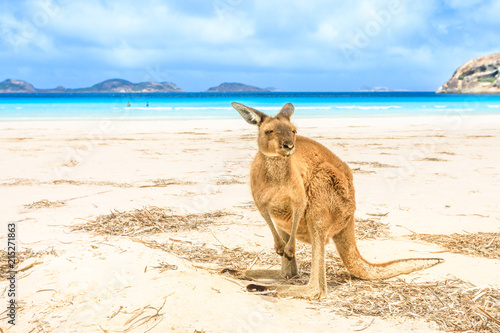 kangaroo standing at heavenly Lucky Bay in Cape Le Grand National Park, near Esperance in WA. Lucky Bay is the famous half moon of fine white sand known for its friendly kangaroos.