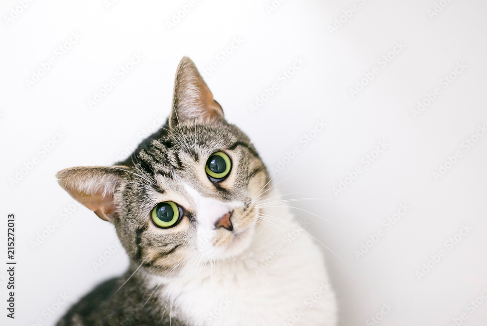 A brown tabby and white domestic shorthair cat with dilated pupils Photos |  Adobe Stock