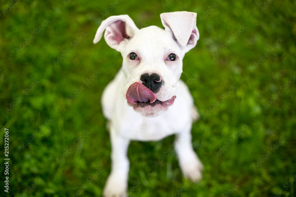 A hungry Great Dane puppy with large floppy ears, licking its lips A hungry Great Dane puppy with large floppy ears, licking its lips