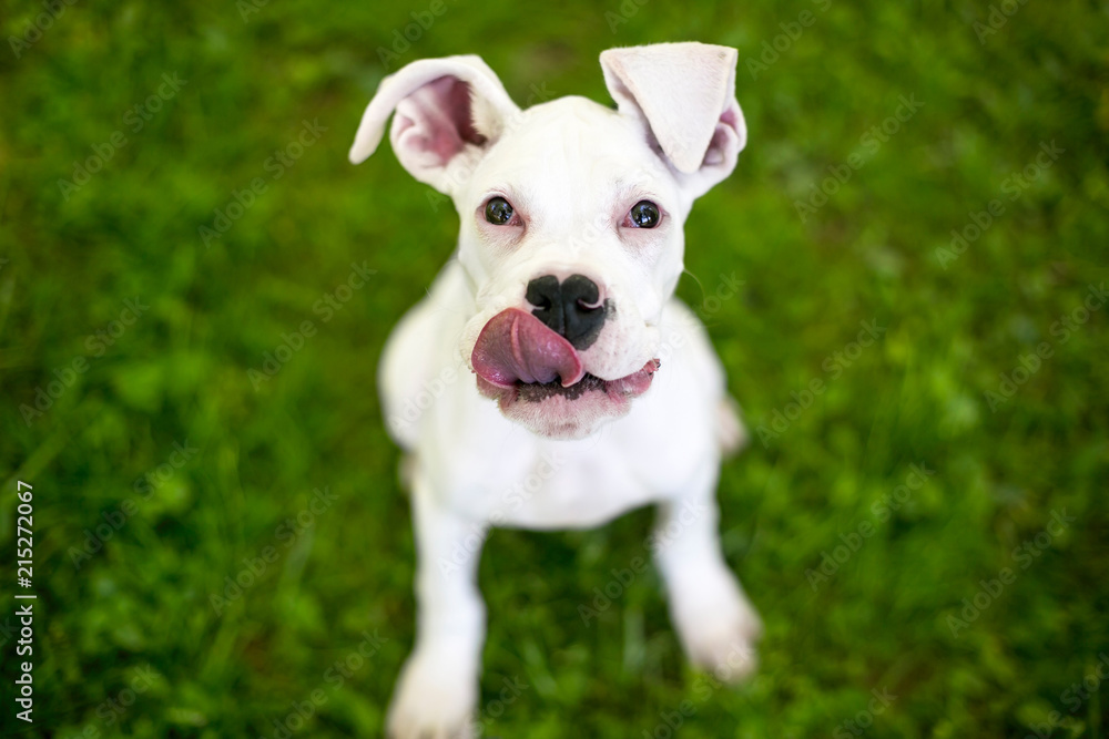 A hungry Great Dane puppy with large floppy ears, licking its lips