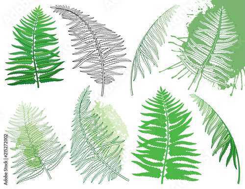 Vector drawing of set with outline fossil forest Fern fronds in black and pastel green colored isolated on white background. Ornate Fern leaves in contour style for summer design.