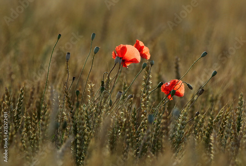 wheat grains whit poppy © Jaroslav Pap