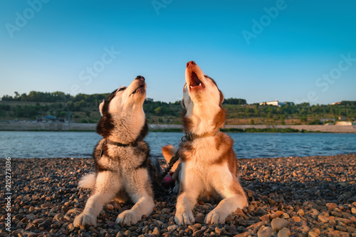 Photography Siberian Husky dogs howling.