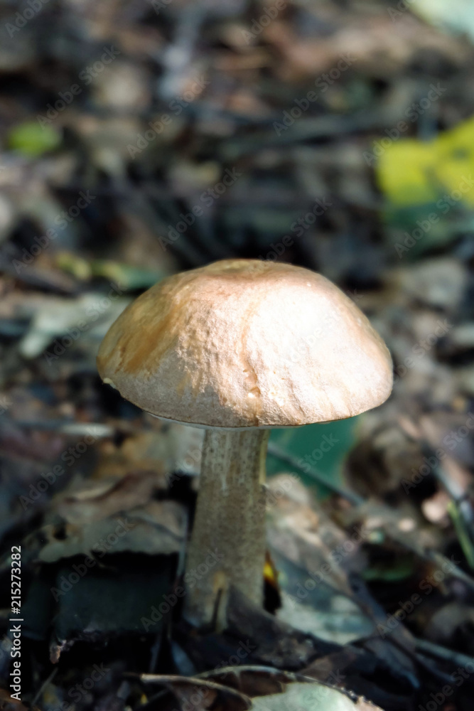 Orange-cap boletus mushrooms aspen mushrooms on wooden background. Orange-cap boletus mushrooms aspen mushrooms on wooden background.