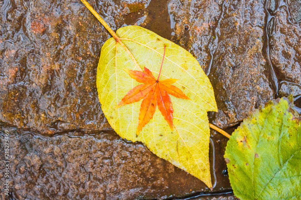 Obraz premium A small orange maple leaf on a yellow leaf