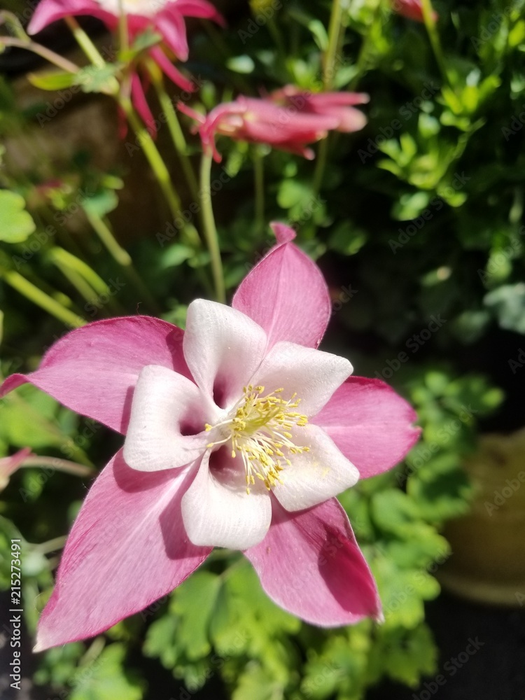 Fototapeta premium Star flower