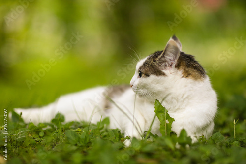 tom mail blue eyed cat close up portrait on summer green grass with stroking hand photo