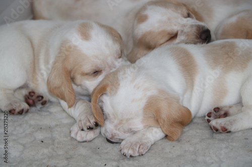 Fototapeta Naklejka Na Ścianę i Meble -  Snuggly beagle pups 