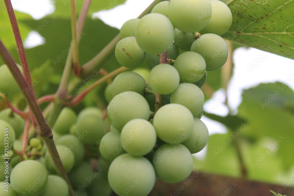 cultivation of grapes, grapes, harvest of grapes, ripening of grapes cultivation of grapes, grapes, harvest of grapes, ripening of grapes