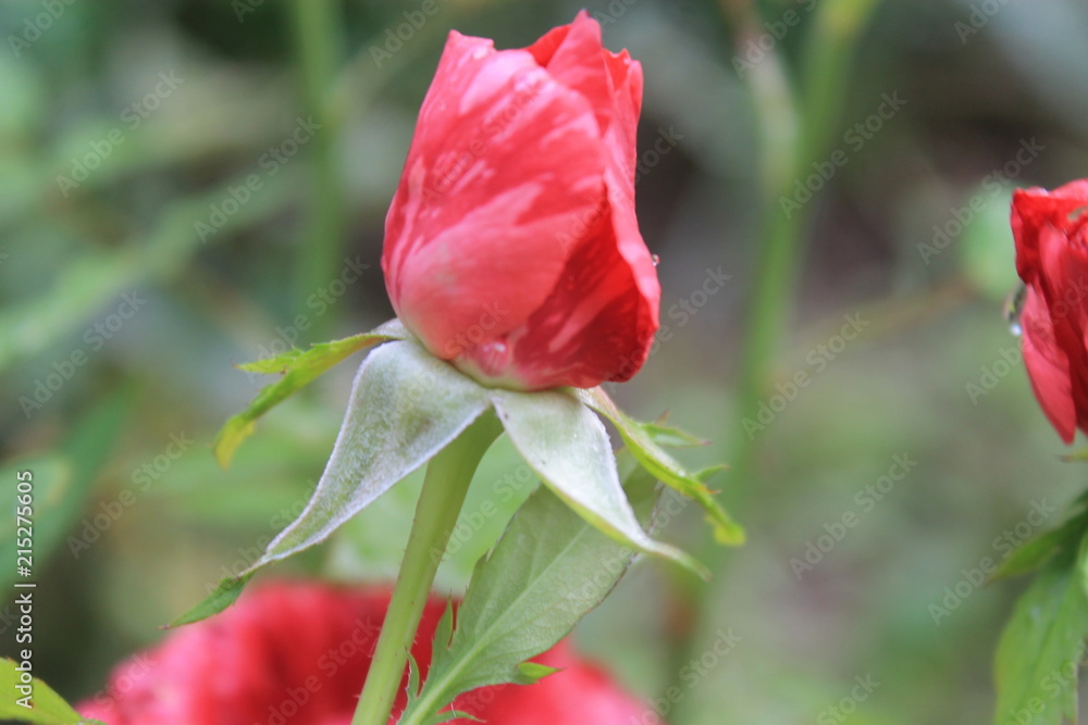 Obraz premium beautiful flowers, bright flowers, postcard