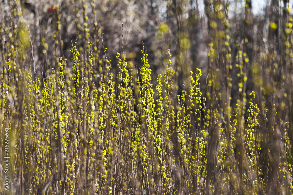 Naklejka premium New spring twigs or branches of bushes with small green leaves in the forest, concept of spring beauty and nature renewal. Nature background. Selective focus.