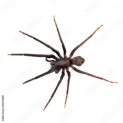Very dark and hairy spider isolated on white. Segestria florentina. Cellar spider.
