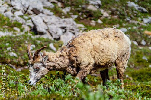 Mountain Goat Grazing on Parker Ridge in Canadian Rockies