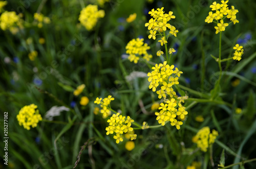 canola © Наталья Лукоянова