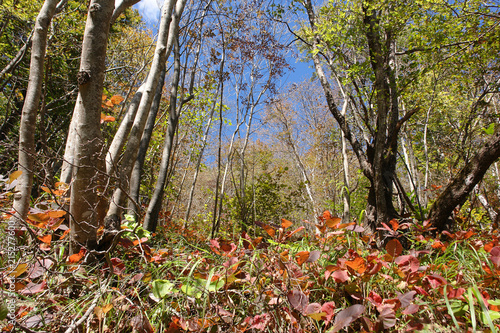 Wald, Herbst, Froschperspektive