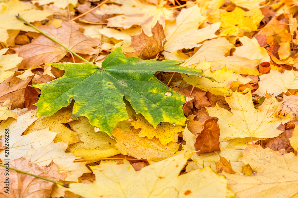 Green maple leaf on fallen autumn foliage