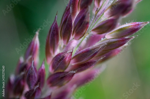 Closeup of wildflower at Deception Pass, Whidbey Island, Washington State