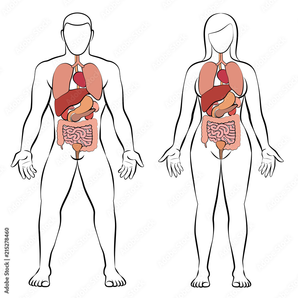 Digestive tract with internal organs, male and female body - schematic human  anatomy illustration - isolated vector on white background. Stock Vector |  Adobe Stock