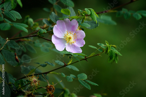 Wild Rose or Nootka Rose (Rosa nutkana), wildflower of the Pacific Northwest