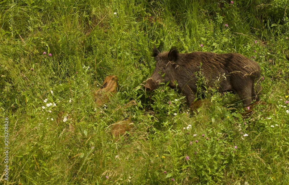 Scrofa con alcuni piccoli nascosti tra l'erba Scrofa con alcuni piccoli nascosti tra l'erba