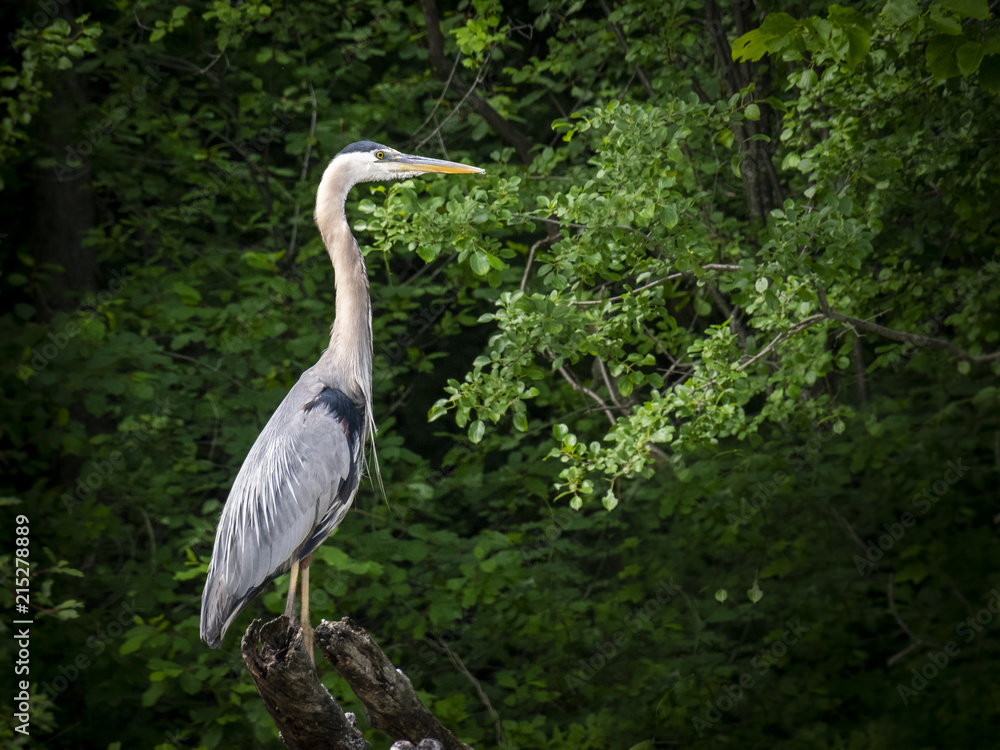 Fototapeta premium Great Blue Heron