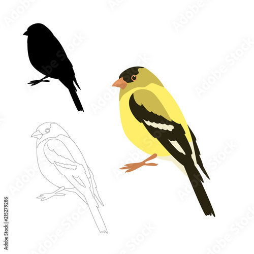 Fototapet gold finch bird vector illustration flat style