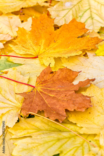 Autumn background of brown and yellow maple leaves, close-up