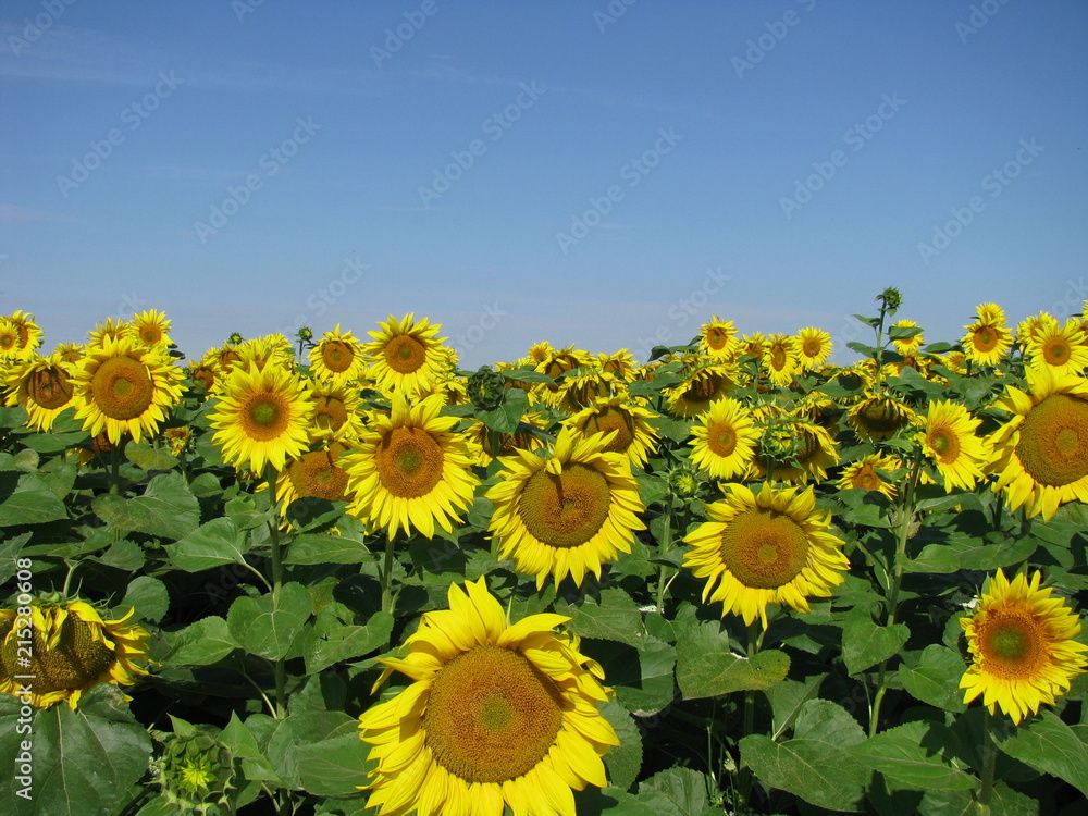 Obraz premium Field of blooming sunflowers