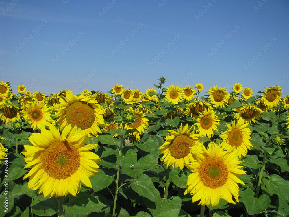Fototapeta premium Field of blooming sunflowers