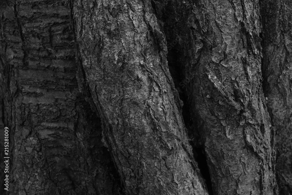 Baum Stamm Borke Baum Stamm Borke