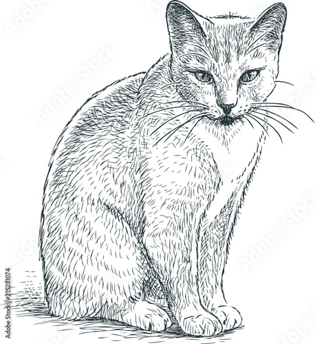 Sketch of a gray domestic cat