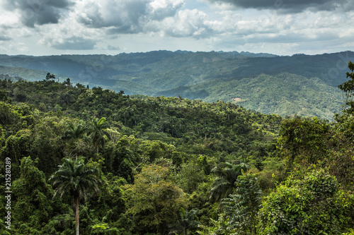 View on the jungle