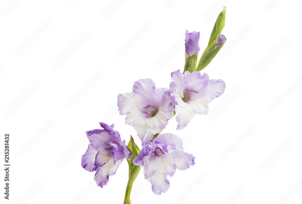 gladiolus flower isolated