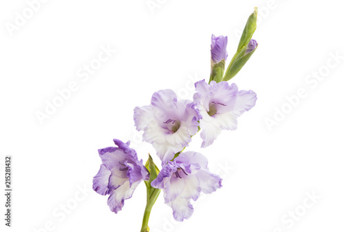 Εκτύπωση καμβά gladiolus flower isolated