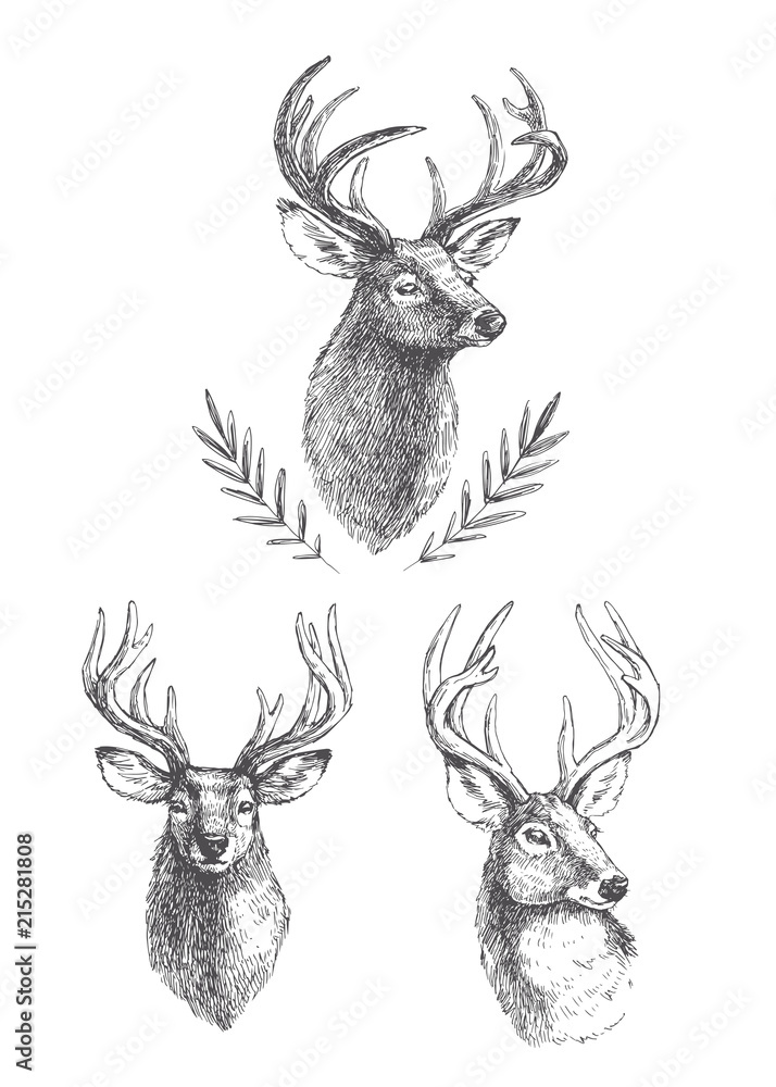 Fototapeta premium Wektor zestaw vintage głowy jelenia na białym tle. Ręcznie rysowane ilustracje grawerowanego portretu zwierzęcia