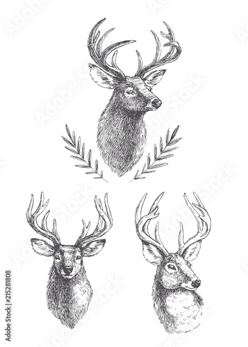 Vector set of vintage deer heads isolated on white. Hand drawn illustrations of engraved animal portrait