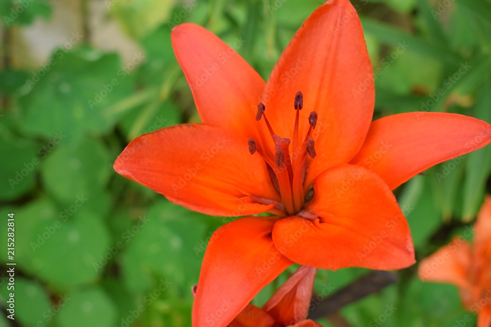 Red lily against the green grass in the garden