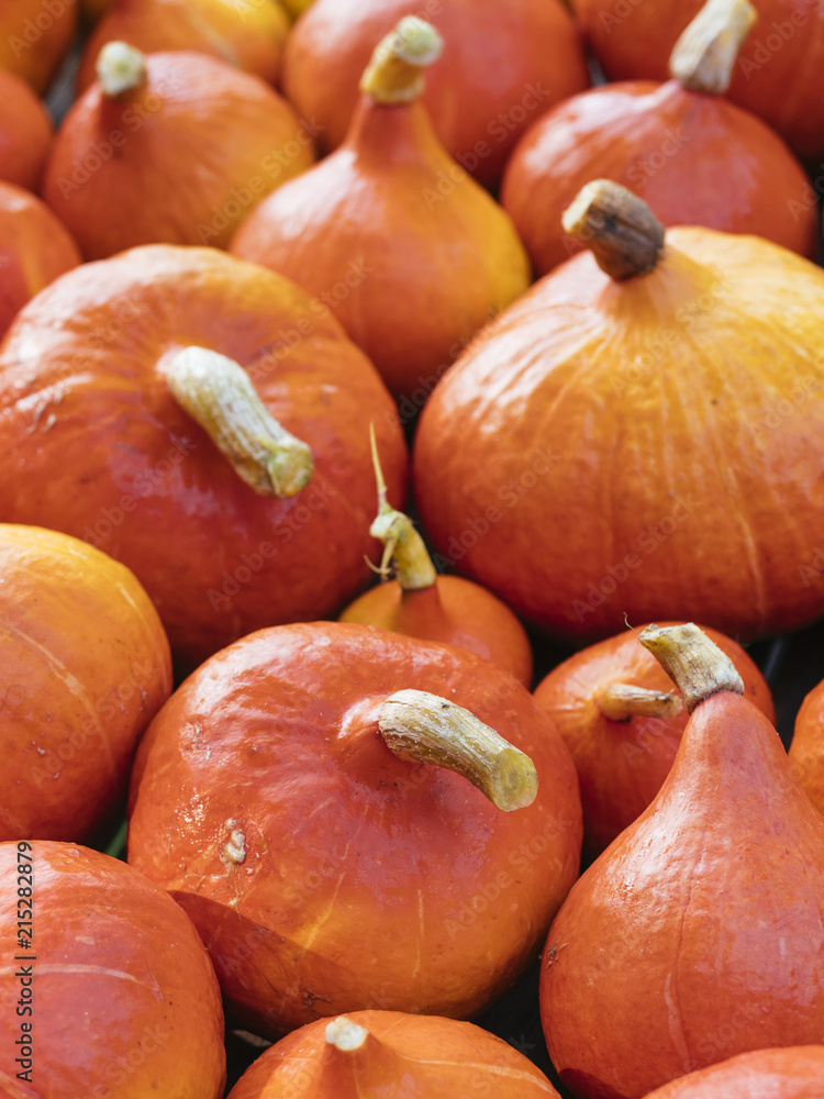 Red kuri squash harvest Red kuri squash harvest