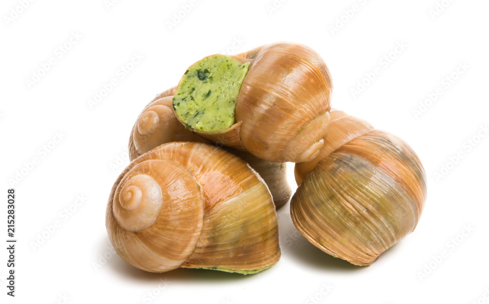 stuffed snail isolated stuffed snail isolated