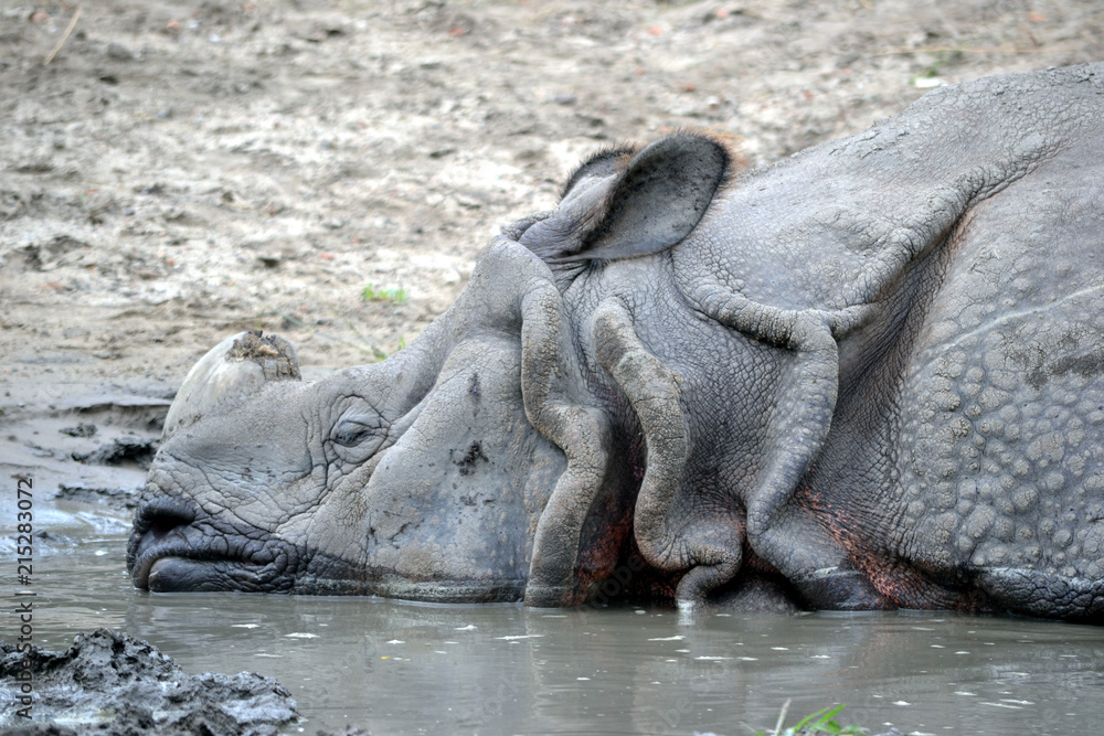 Fototapeta premium Rhinoceros - close-up