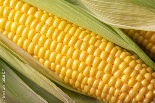 corn in the cob close-up of large grains of ripe