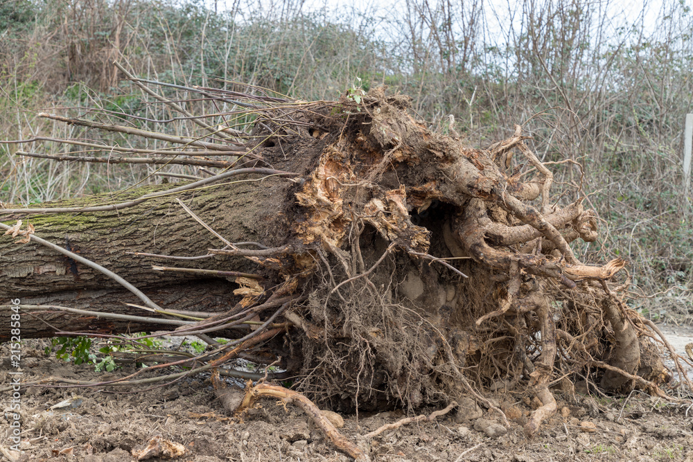 Fototapeta premium Uprooted tree