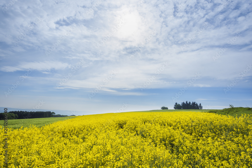 Canola Field with Sun in Spring, Karbach, Boppard, Rhein-Hunsruck-District, Rhineland-Palatinate, Germany Canola Field with Sun in Spring, Karbach, Boppard, Rhein-Hunsruck-District, Rhineland-Palatinate, Germany