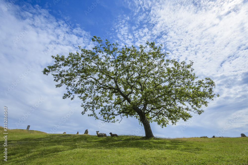 Oak Tree on Burial Site of Lindholm Hoje, Aalborg, Jutland, Denmark Oak Tree on Burial Site of Lindholm Hoje, Aalborg, Jutland, Denmark