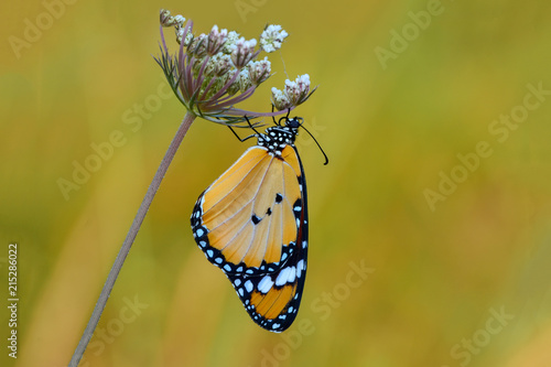 Closeup  beautiful butterfly .Danaus chrysippus & flower in the garden.