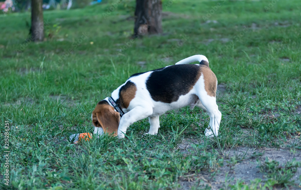 Beagle puppy with a toy on grass Beagle puppy with a toy on grass