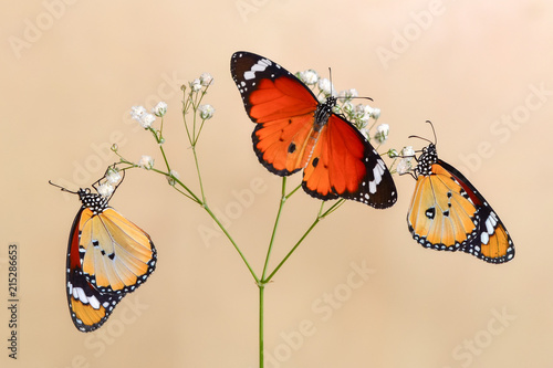 Closeup beautiful butterfly .Danaus chrysippus & flower in the garden.