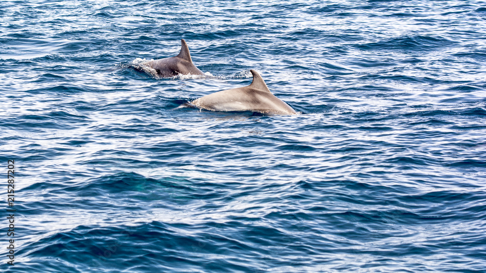 Obraz premium Bottlenose dolphins 